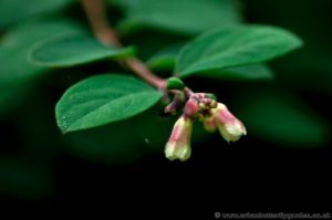 Snowberry bush leaves and Pink and white flowers