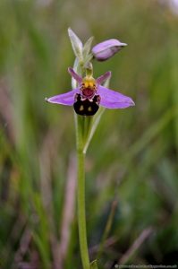 Bee Orchid (Ophrys apifera), Barnack Hills and Holes
