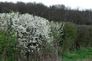 Blackthorn (Prunus spinosa) Shrub Flowering in Native Hedgerow