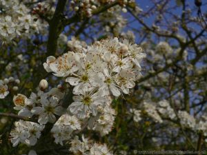 Blackthorn (Prunus spinosa) native shrub in flower