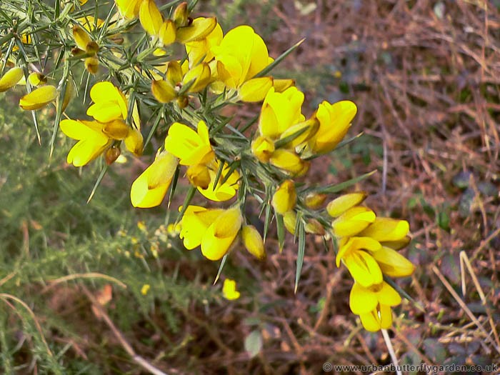 Dwarf Gorse (ulex minor) | Urban Butterfly Garden