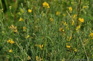 Greater Birds-foot Trefoil (Lotus uliginosus) yellow flowers