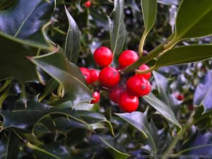 Holly shrub-bush (Ilex) bright red berries 