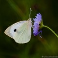 Large White Butterfly (Pieris brassicae)