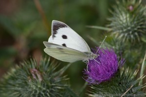 Large White Butterfly (Pieris brassicae) on thistle flower