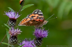 Painted Lady Butterfly (Vanessa cardui) on Knapweed