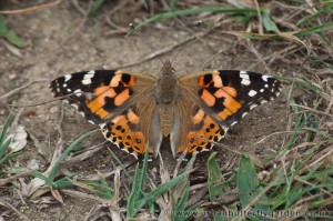 Painted Lady Butterfly (Vanessa cardui) August