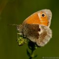 Small Heath Butterfly (Coenonympha pamphilus)