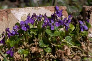 Common Dog-violet (Viola riviniana) - Wild Violets