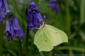 Brimstone nectaring on Bluebells in April