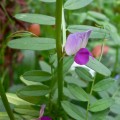 Common Vetch (victa sativa) wild spring flower