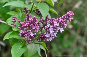 Lilac (Syringa) purple/pink spring flowering shrub