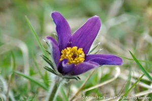 Pasque flower (Pulsatilla vulgaris) rare purple spring wildflower