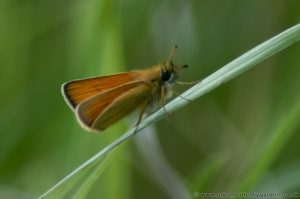 Essex Skipper Butterfly (Thymelicus lineola)