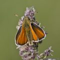 Small Skipper (Thymelicus sylvestris) Male Butterfly