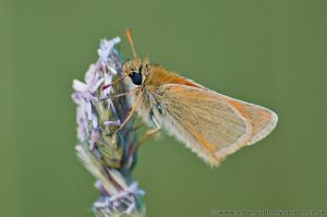 Small Skipper Butterfly (Thymelicus sylvestris) wings closed
