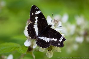 White Admiral Butterfly (Limenitis camilla)
