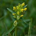 Yellow Rattle (Rhinanthus minor) wildflower
