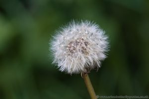 Dandelion (Taraxacum officinale) Seeds