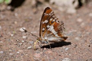 Purple Emperor Butterfly on the ground showing underwings 
