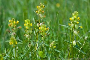 Yellow Rattle in Wild Flower Meadow