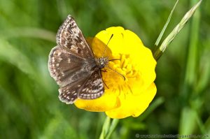 Dingy Skipper Butterfly (Erynnis tages) Cribbs Meadow on Buttercups