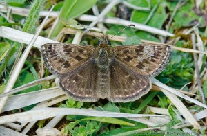Dingy Skipper Butterfly (Erynnis tages) Ketton Quarry