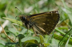Dingy Skipper Butterfly (Erynnis tages), Ketton Quarry