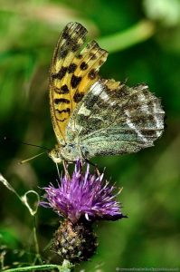 Silver-Wash Fritillary Butterfly - Female- Underwings