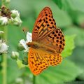 Silver-washed Fritillary Butterfly, Male on Brambles flowers