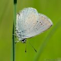 Small Blue Butterfly (Cupido minimus)