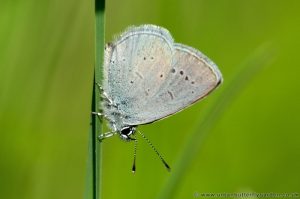 Small Blue Butterfly on grass stem, Tottenhoe Knowls, Bedfordshire