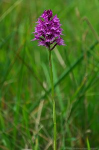 Pyramidal Orchid meadow Wild Flowers