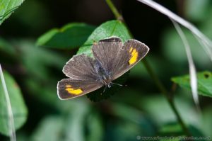 Brown Hairstreak Butterfly female with wings open