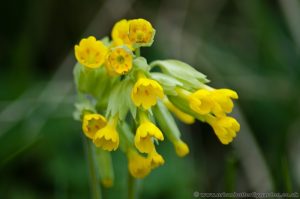 Cowslip close-up of yellow flowers in spring