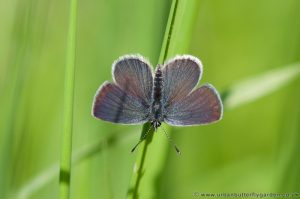 Small blue butterfly showing upper-wings