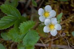 Wild Strawberry Plant showing leaves and yellow and white flowers