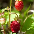 Wild Strawberry Plant with Red Berries