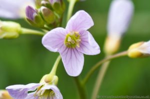 Cuckoo Flower (Cardamine pratensis) Spring Wild Flower