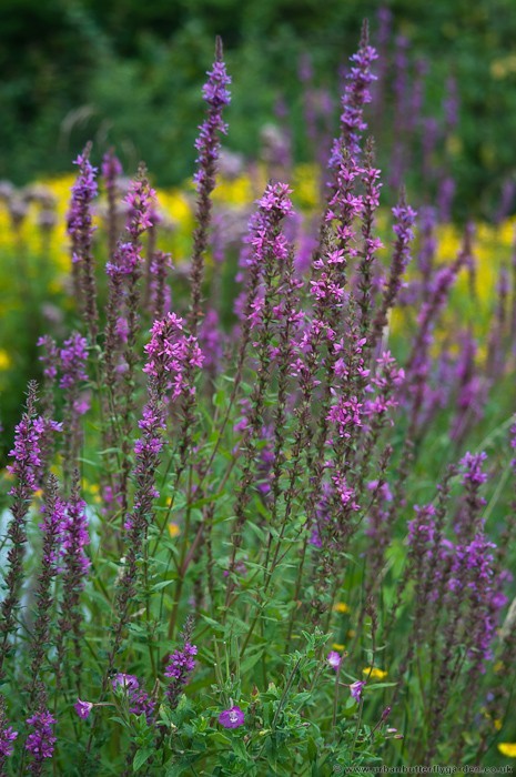 Purple loosestrife - Plants for a Wildlife or Water Garden | Urban