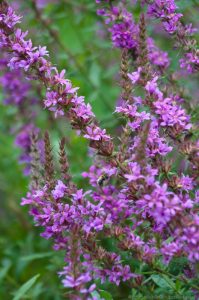 Purple loosestrife in wild flower garden