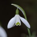 Snowdrops spring flowering bulbs close-up