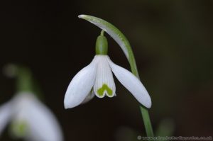 Close up of a flowering Snowdrop in Spring 