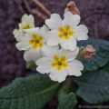 Wild Primrose (Primula vulgaris) woodland wildflower