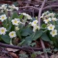 Wild Primrose (Primula vulgaris) flowering in woodland