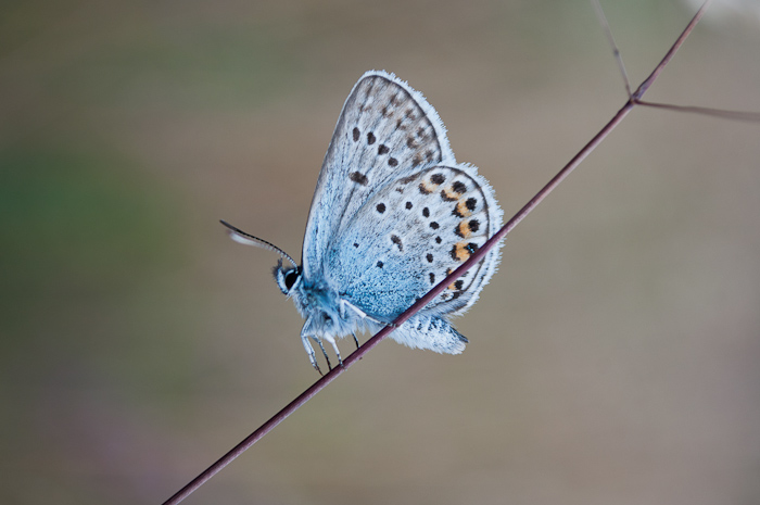 Silver-studded blue butterfly (Plebejus argus)