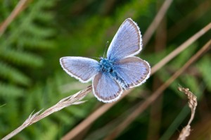 Male Silver-studded blue butterfly (Plebejus argus) wings open