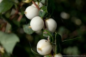 Common Snowberry (Symphoricarpos albus) white berries