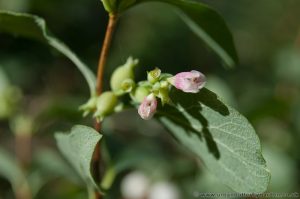 Common Snowberry (Symphoricarpos albus) shrub flowering