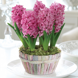 Hyacinth Scented Pink Basket, Christmas Gift